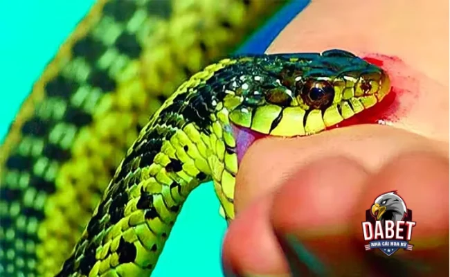 Chuyên gia phong thủy bật mí mơ thấy rắn đánh con gì?